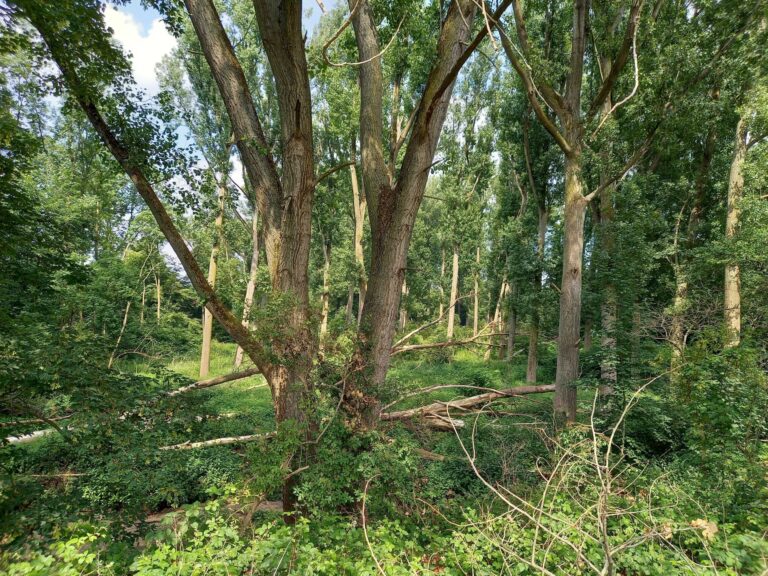 Samsung Galaxy A41 review A compact midrange phone done right SamMobile