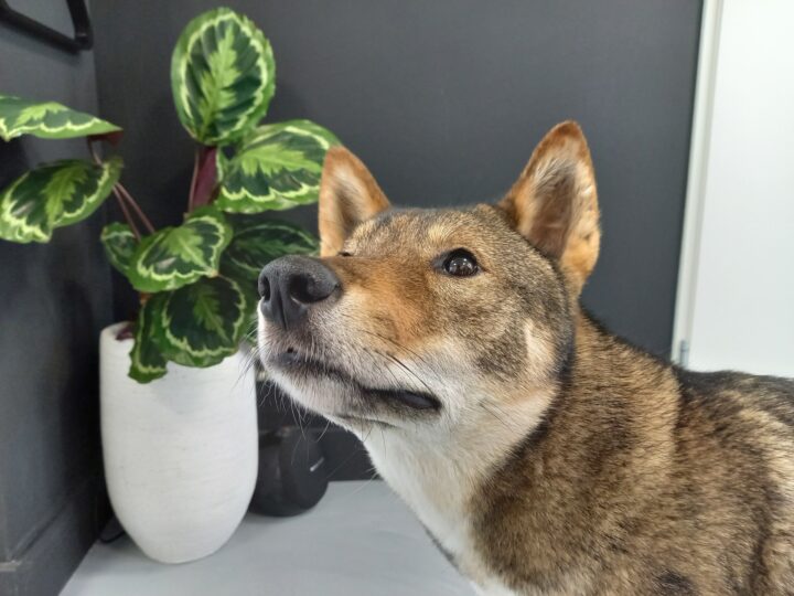 Samsung Galaxy A41 review A compact midrange phone done right SamMobile