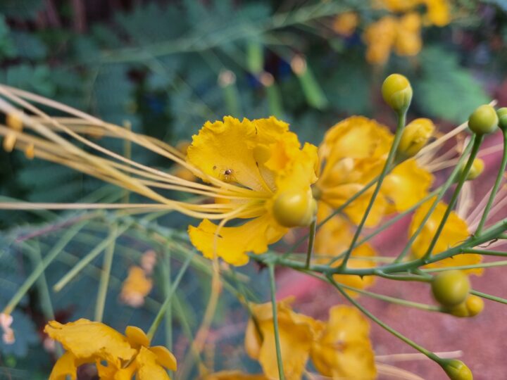 Samsung Galaxy S21+ Camera Sample Macro Shot Daylight