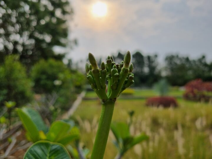 Samsung Galaxy S21+ Camera Sample Macro Shot Daylight HDR