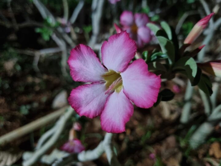 Samsung Galaxy S21+ Camera Sample Macro Shot Low-Light