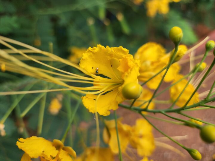 Samsung Galaxy S22+ Camera Sample Macro Shot Daylight