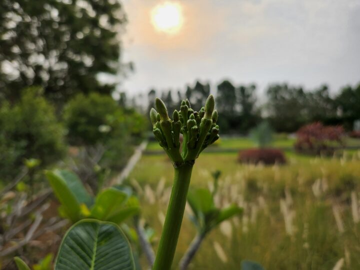 Samsung Galaxy S22+ Camera Sample Macro Shot Daylight HDR