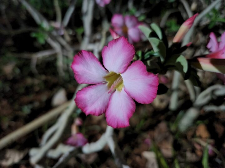 Samsung Galaxy S22+ Camera Sample Macro Shot Low-Light