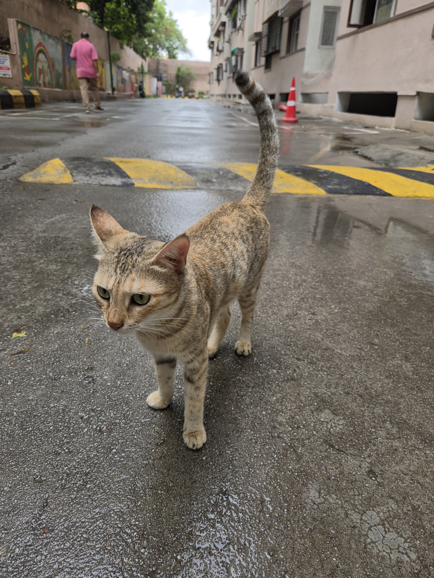 Main camera (1x) photo from Galaxy Z Fold 8