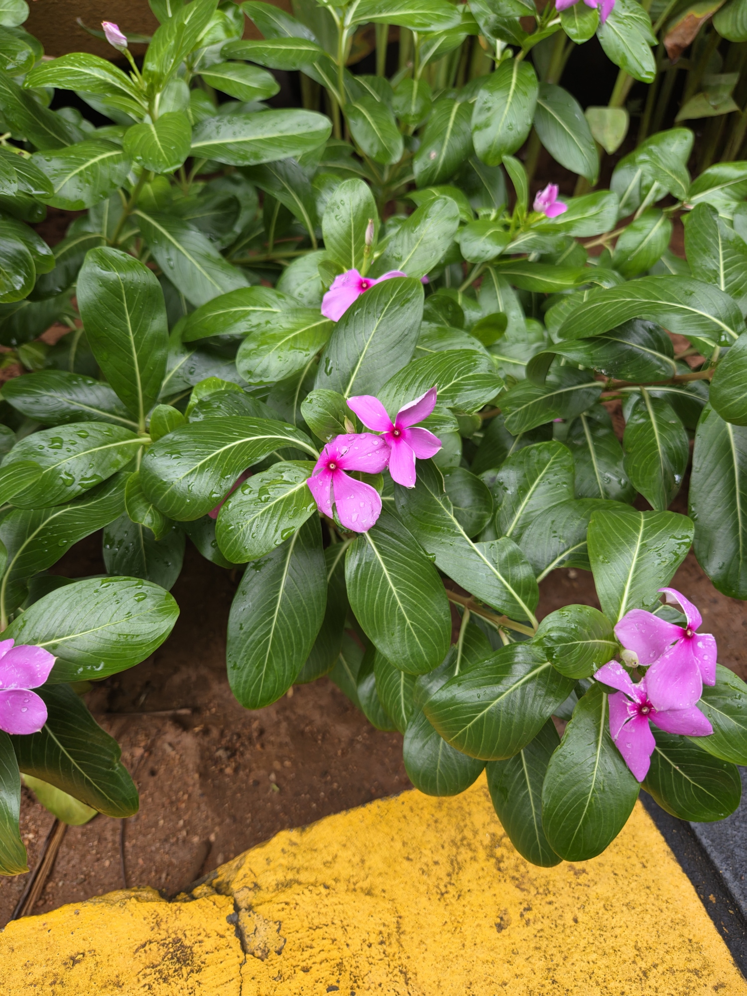 Main camera (1x) photo from Galaxy Z Fold 8